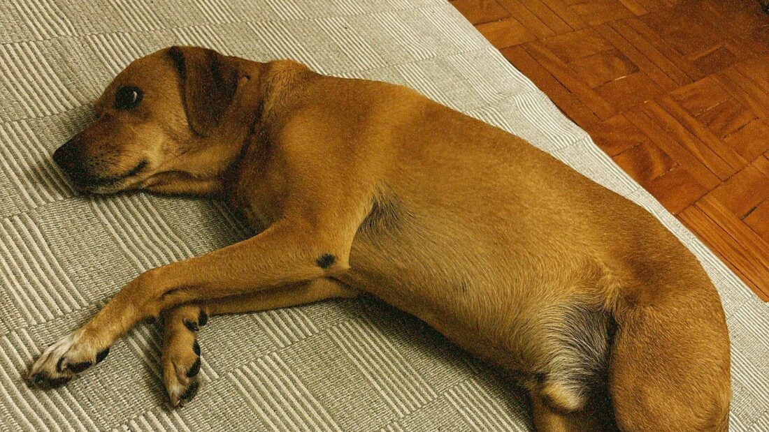 Cachorro caramelo sem raça definida deitado, relaxado, sobre um tapete