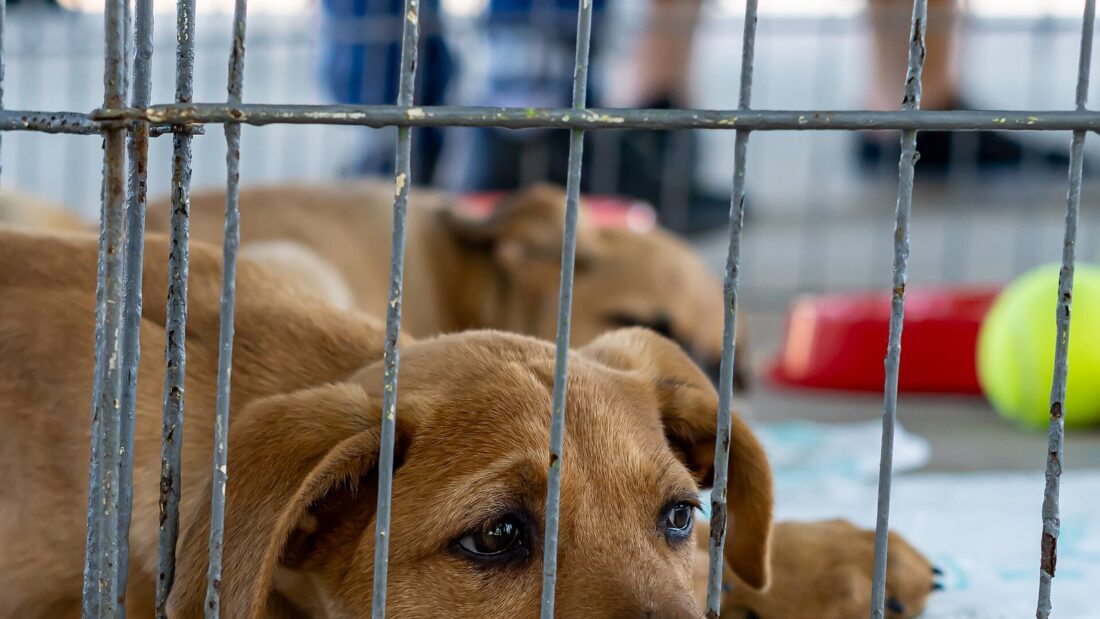 Filhote de cachorro caramelo deitado atrás de uma grade, olhando para a câmera, com pernas de pessoas ao fundo