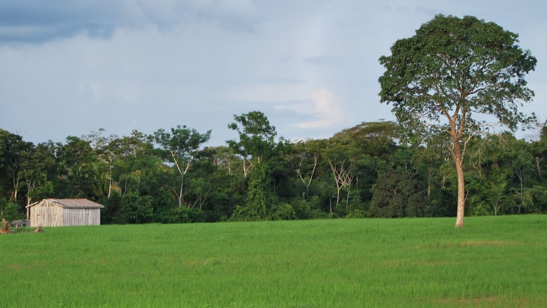 Lavoura de arroz verde e uniforme, com árvores e mata ao fundo sob céu nublado