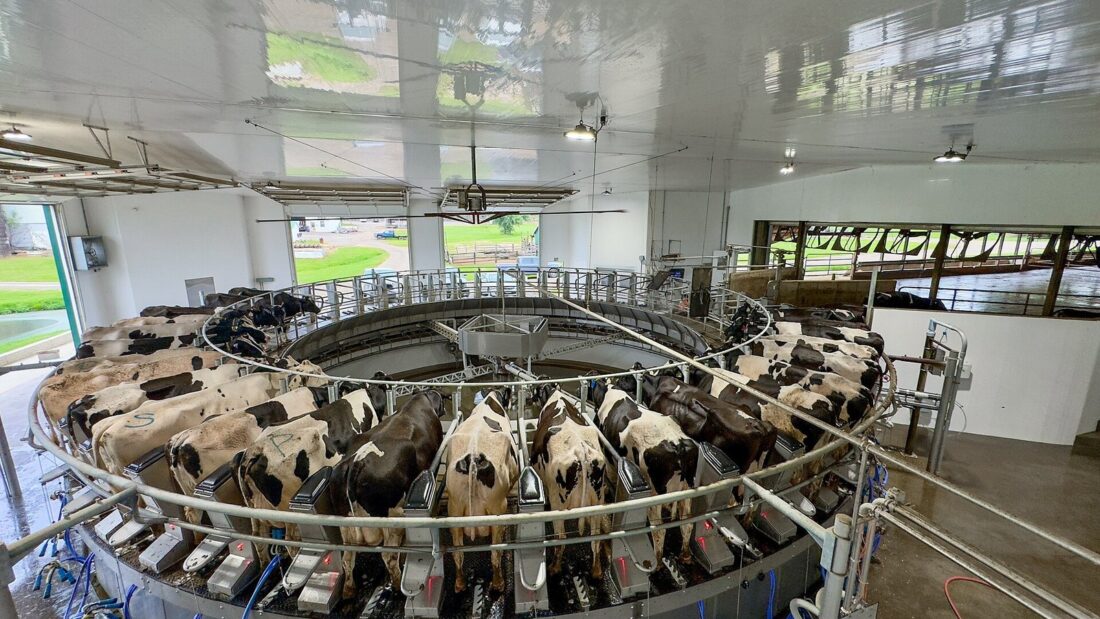 Vacas holandesas malhadas de preto e branco sendo ordenhadas em uma plataforma rotativa dentro de um galpão