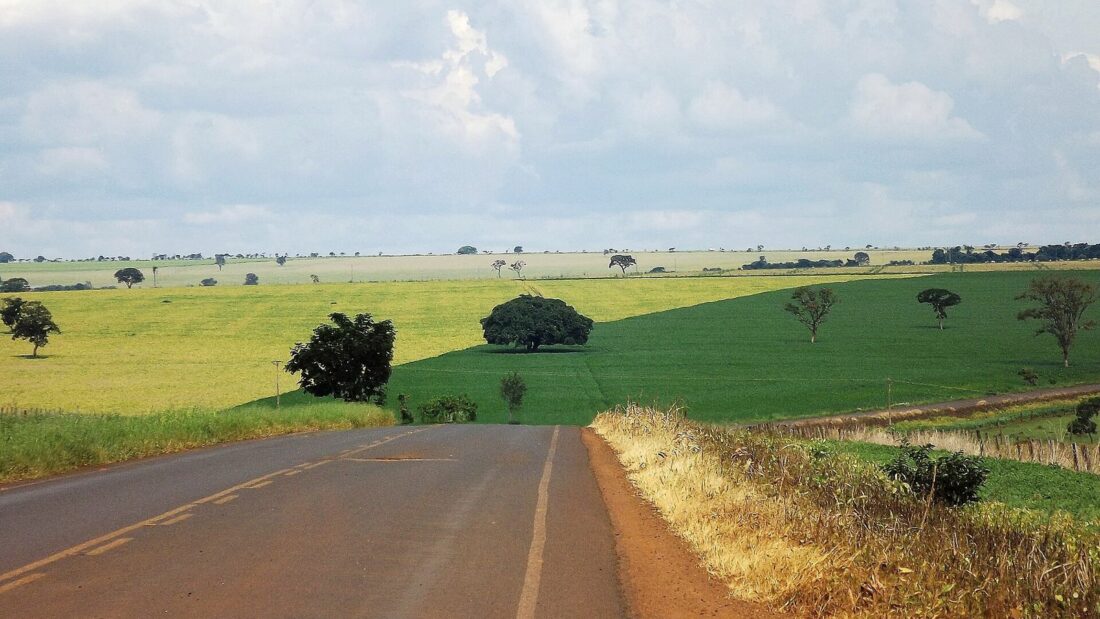 Estrada asfaltada de pista simples cortando lavouras verdes de soja que se estendem até o horizonte, com algumas árvores isoladas do Cerrado e céu claro