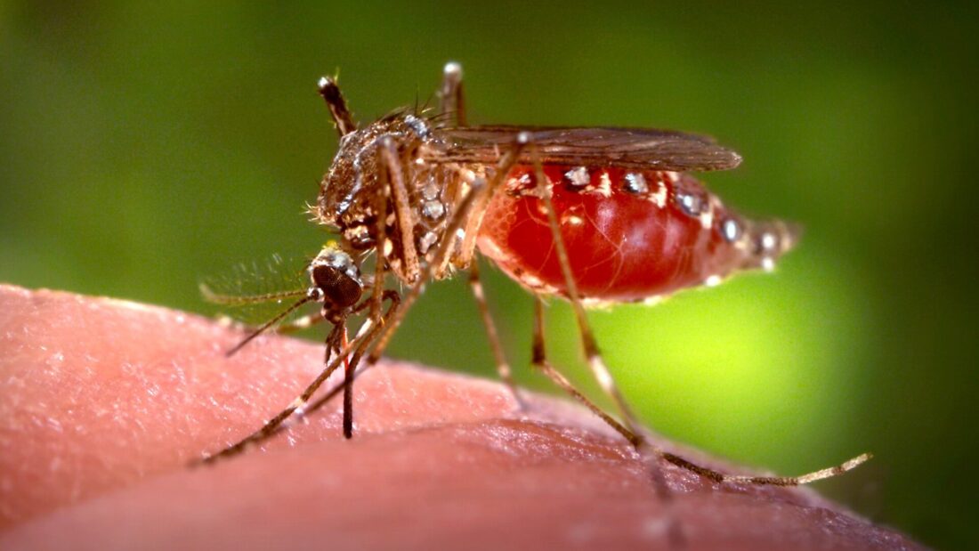 Mosquito Aedes aegypti fêmea, com listras brancas nas pernas e abdômen avermelhado, pousado sobre pele humana