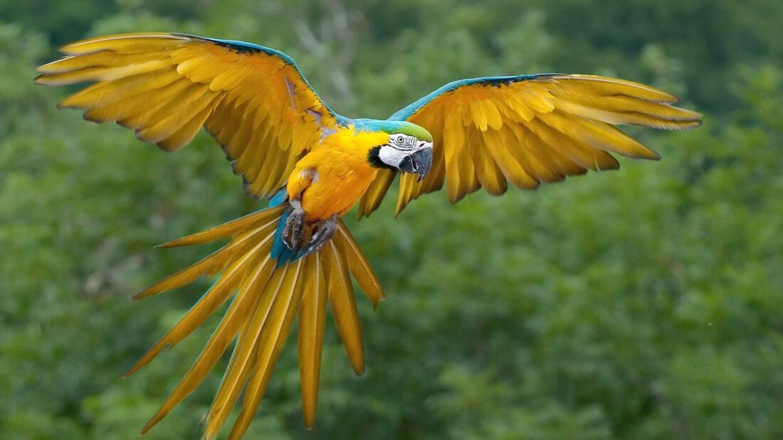 Arara-canindé em pleno voo, com as asas abertas mostrando penas azuis por cima e amarelas por baixo, contra fundo de mata verde