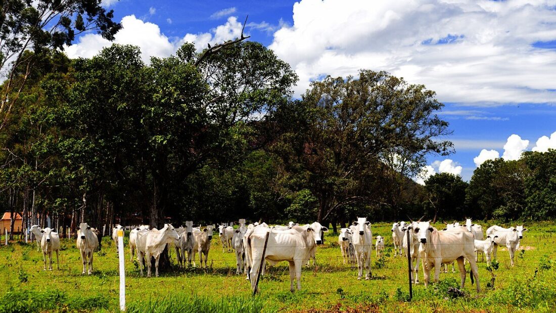 Gado nelore em pasto