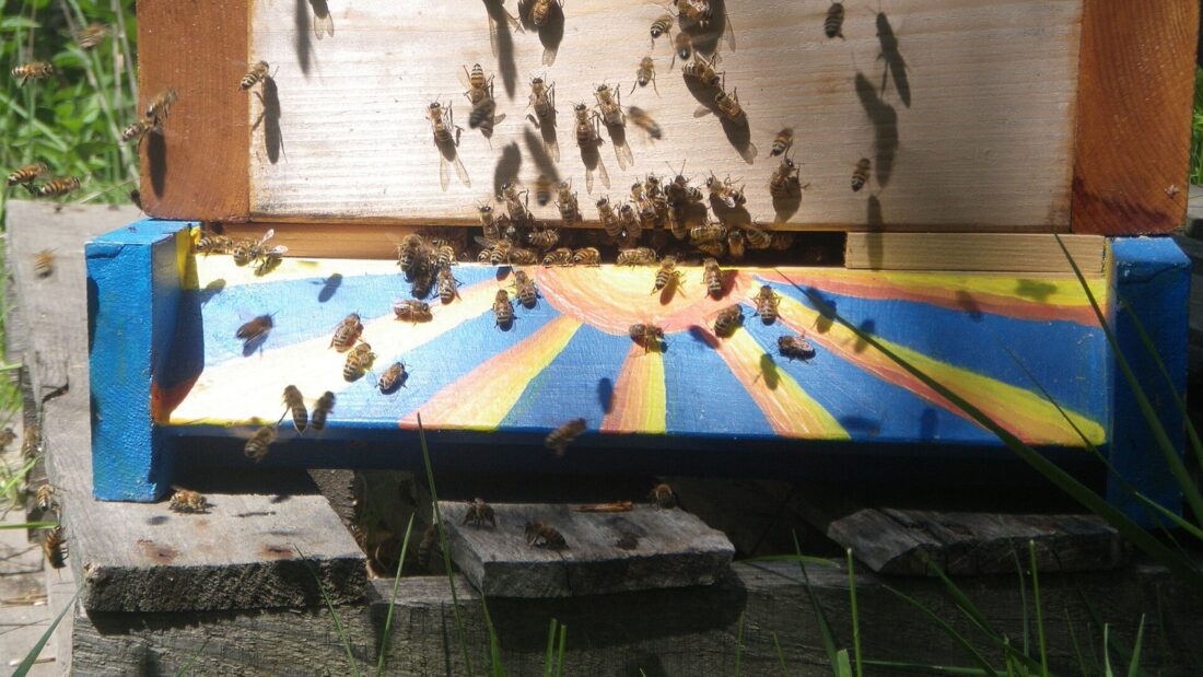 Dezenas de abelhas na entrada de uma colmeia de madeira com a base pintada em faixas coloridas