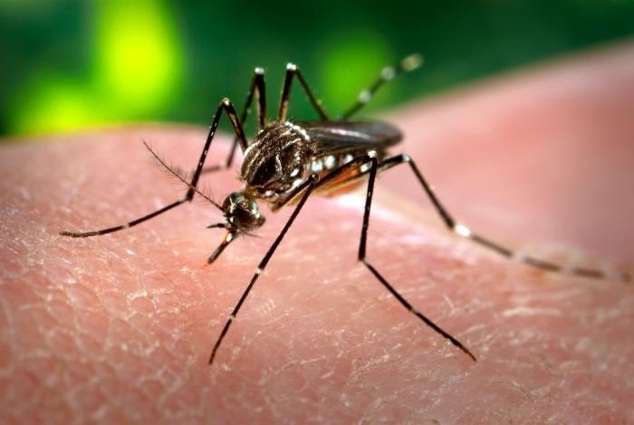 Mosquito Aedes aegypti, com listras brancas nas patas, pousado sobre a pele humana