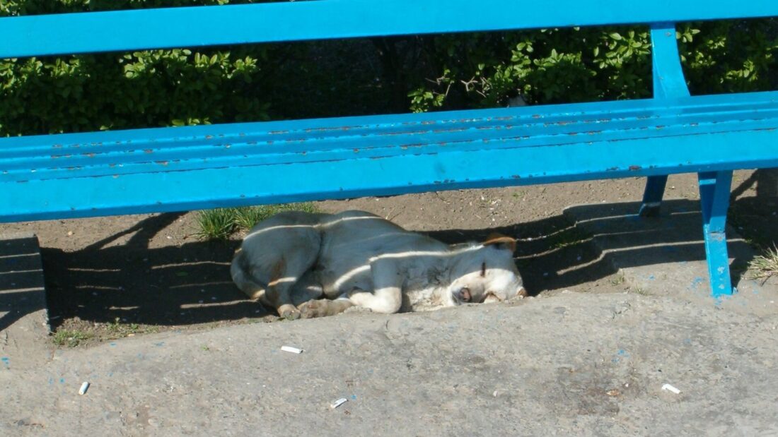 Cachorro claro dormindo no chão de terra, à sombra de um banco azul de praça