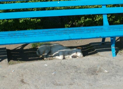 “Cãodomínio”: oito cães que viviam na rua ganham casinhas em praça de Goiânia, e voluntárias buscam padrinhos para bancar a ração, de R$ 700 por mês, e famílias para adoção