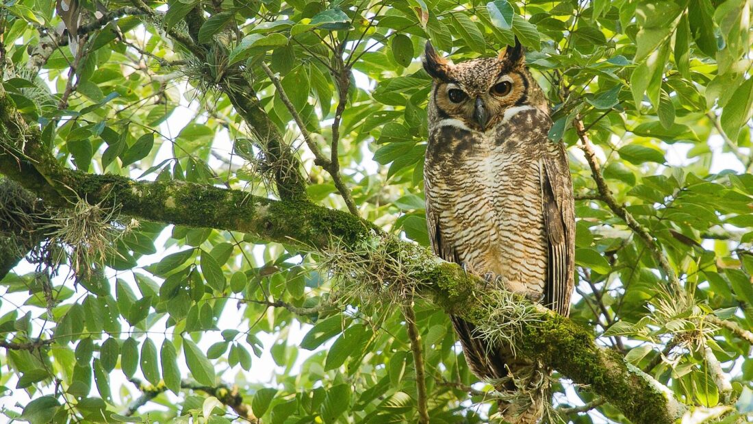 Jacurutu, coruja grande de penas marrons rajadas, tufos de penas parecidos com orelhas e olhos amarelos, pousada num galho grosso coberto de musgo, entre folhagem verde