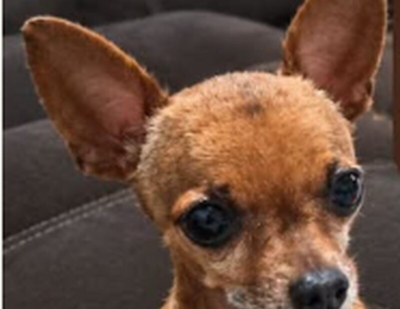 Foto de Chiquinho