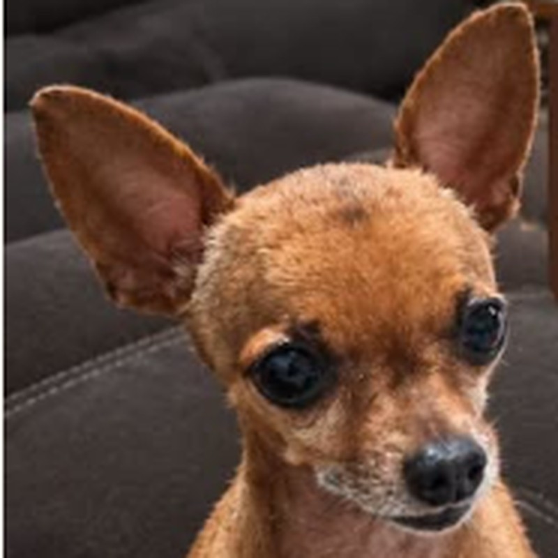 Foto de Chiquinho
