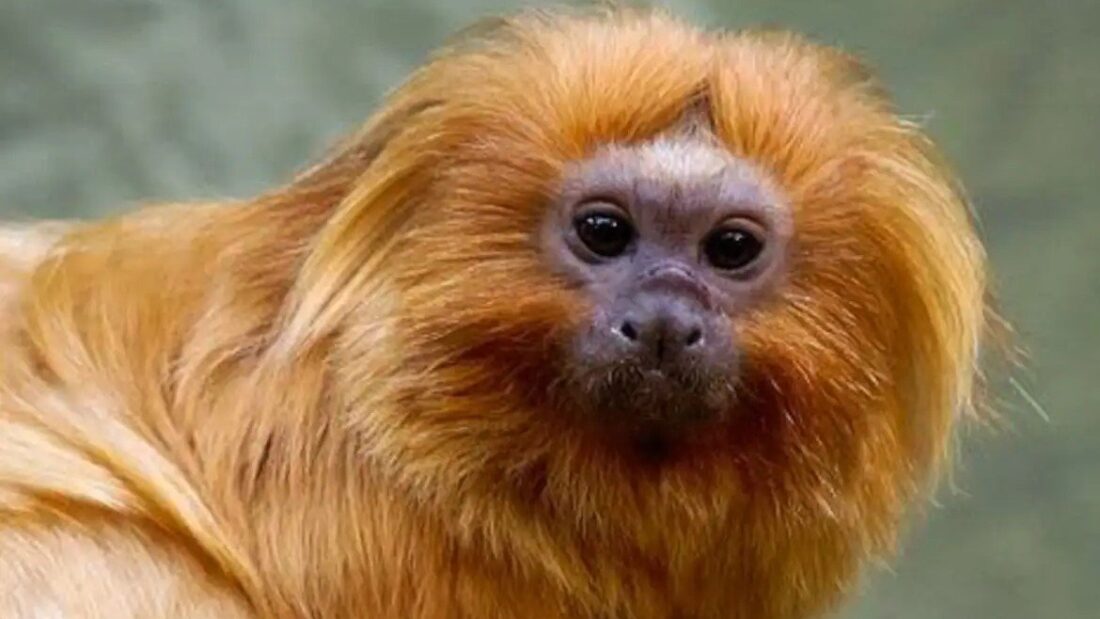 Close de um mico-leão-dourado, macaco pequeno de pelagem alaranjada e longa, rosto escuro e olhos castanhos, sobre fundo verde desfocado
