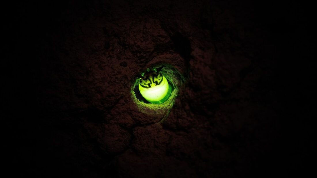 Ponto de luz verde intensa saindo de um pequeno buraco na terra escura de um cupinzeiro, fotografado à noite