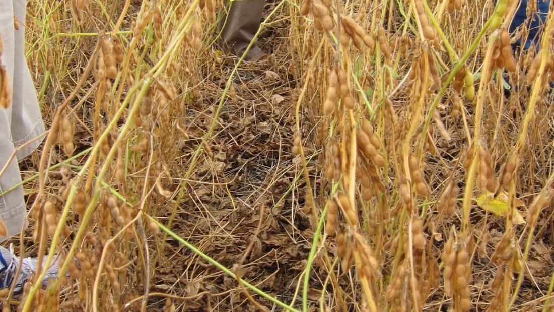 Lavoura de soja seca, pronta para a colheita, com as vagens marrons, plantada em sistema de plantio direto