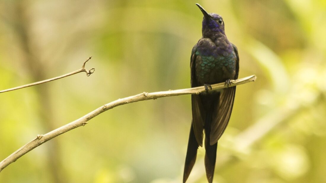 Beija-flor-tesoura, de plumagem azul e verde e cauda longa, pousado em um galho fino