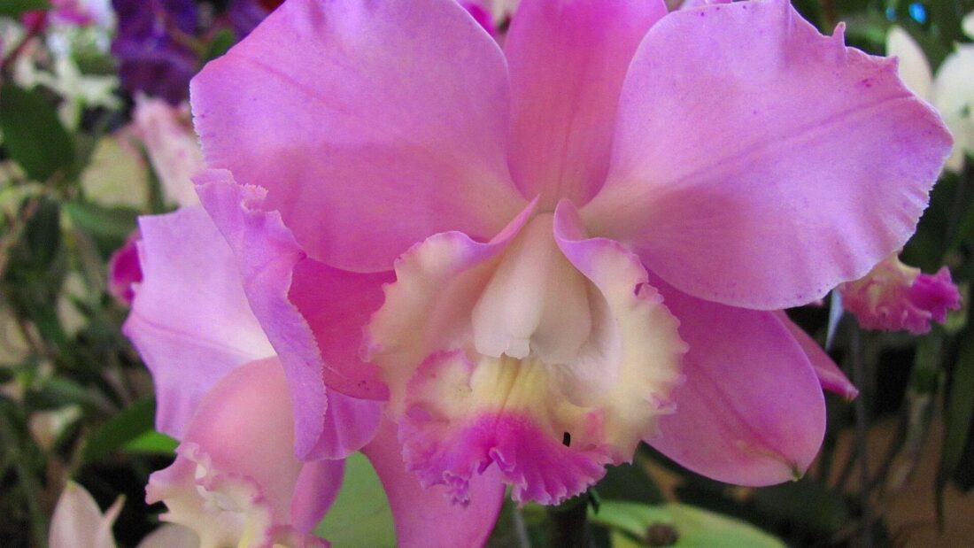 Orquídea cor-de-rosa com o centro amarelo, em close, em uma exposição de flores