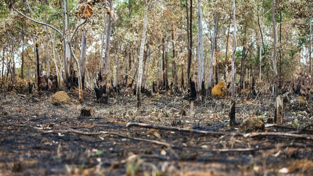 Área de cerrado depois de um incêndio, com chão coberto de cinzas e troncos chamuscados