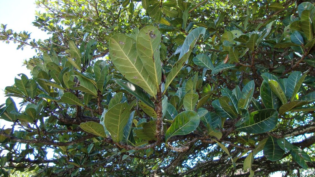 Copa de uma gameleira vista de baixo, com galhos grossos e folhas largas, verdes e brilhantes contra o céu azul