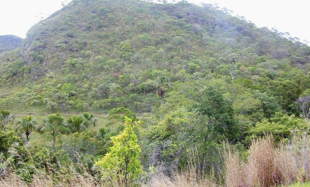 Morro coberto de vegetação de cerrado, com árvores baixas e retorcidas, arbustos e capim alto em primeiro plano