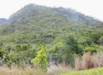 Lista oficial de plantas ameaçadas de extinção cresce e chega a 3.730 espécies, 521 a mais que em 2022; duas árvores da Mata Atlântica podem já ter sumido