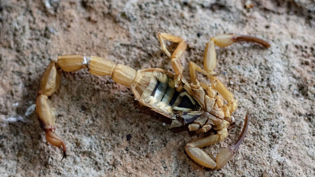 Escorpião-amarelo sobre superfície de cimento, com as pinças abertas e a cauda curvada