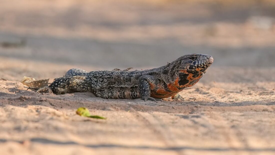 Teiú, lagarto de pele escura com pintas claras, caminhando sobre a areia