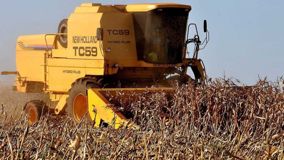 Colheitadeira amarela trabalha em lavoura de milho seco, com as plantas marrons em primeiro plano e céu azul ao fundo