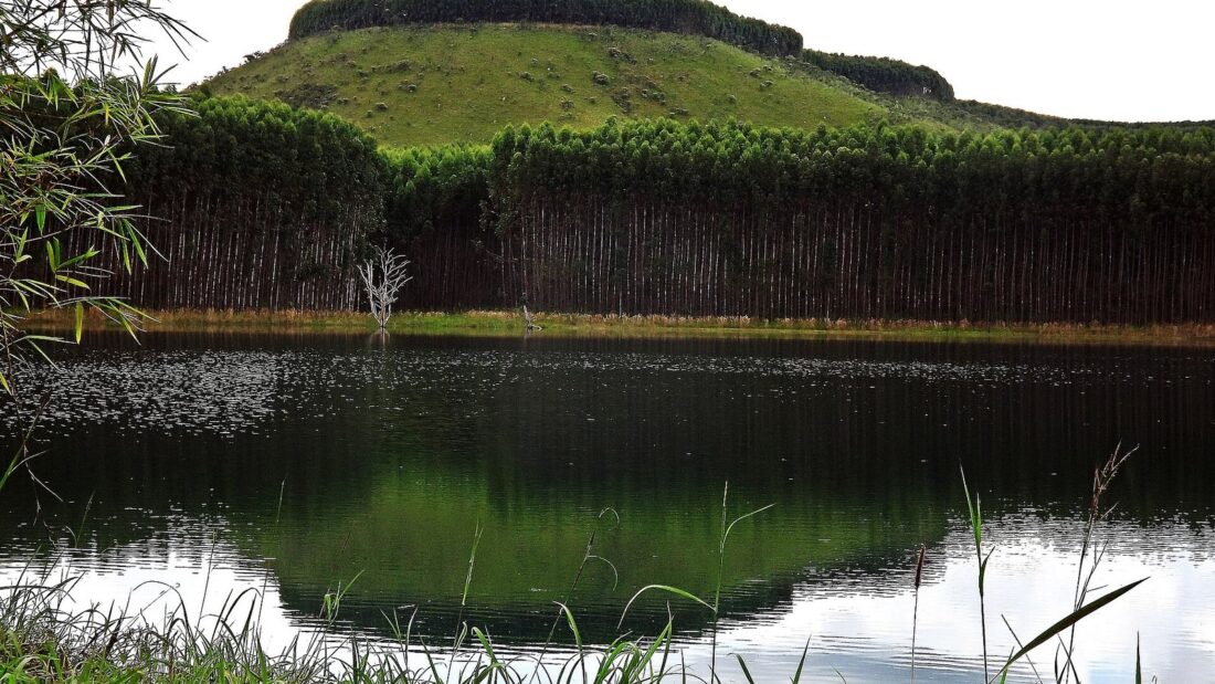 Lago de águas calmas refletindo um morro coberto de vegetação e uma faixa de eucaliptos, com capim na margem em primeiro plano