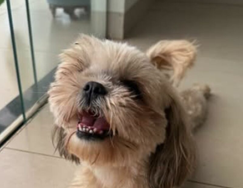 Foto de Nina