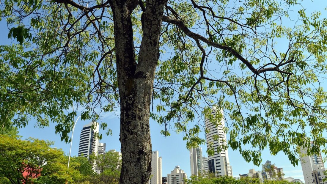 Árvore de copa larga com folhas verdes vista de baixo, com prédios altos de Goiânia ao fundo sob céu azul