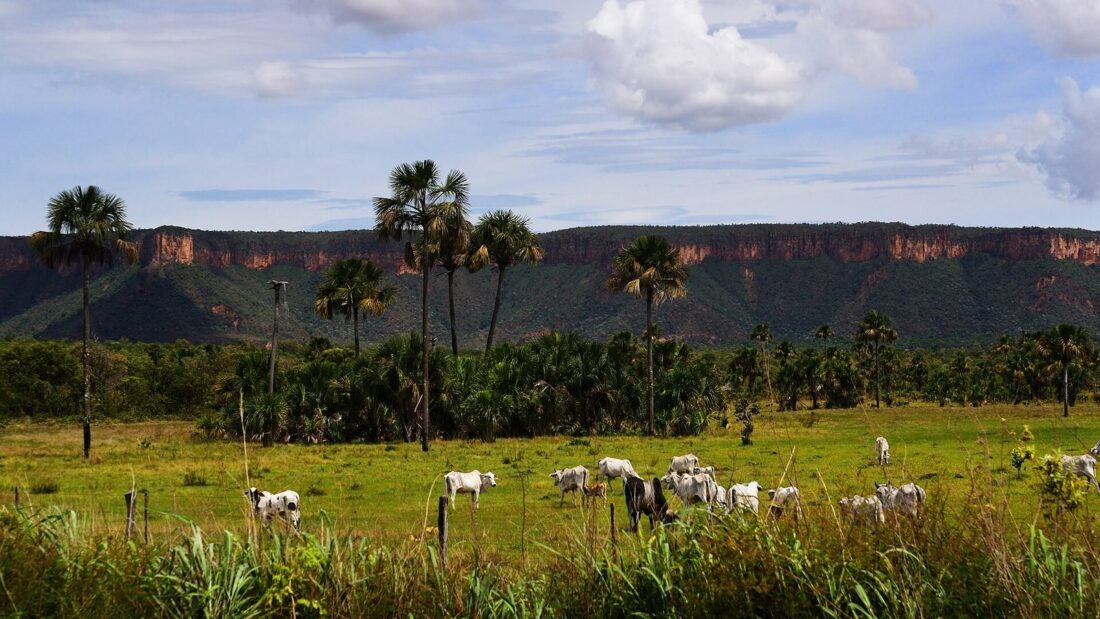Gado branco da raça Nelore pastando num campo verde com capim alto e palmeiras, com uma serra de paredões avermelhados ao fundo, em Campos Belos, Goiás