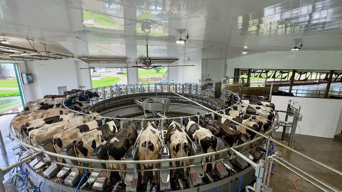 Vacas leiteiras em sala de ordenha rotativa