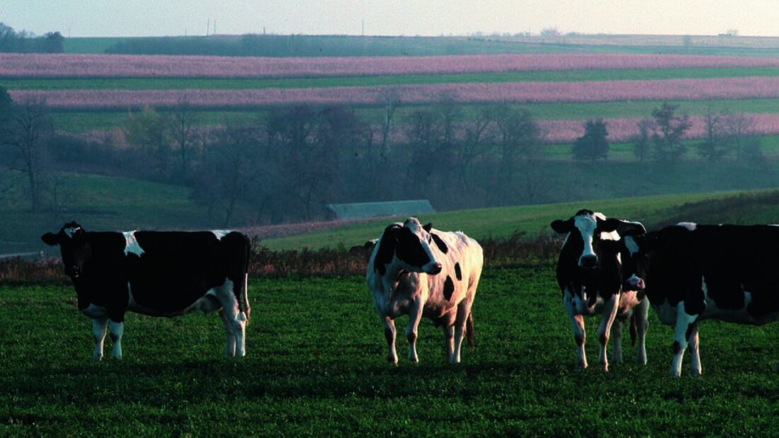 Vacas leiteiras da raça holandesa em pastagem