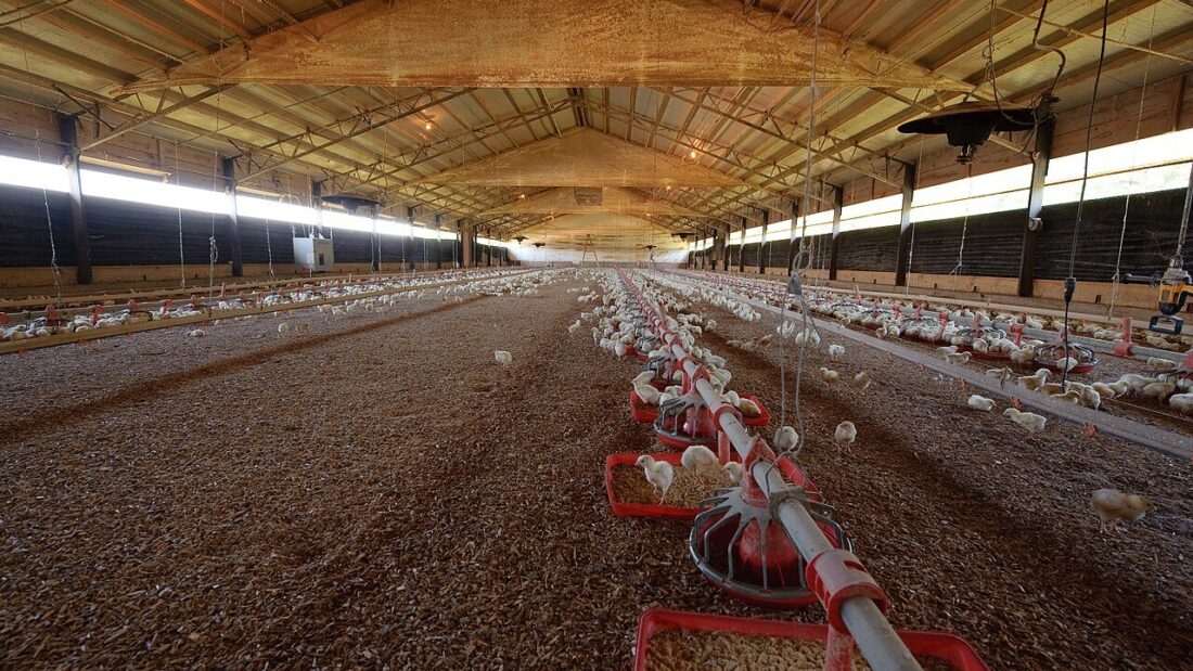 Pintinhos em galpão de criação de frango de corte