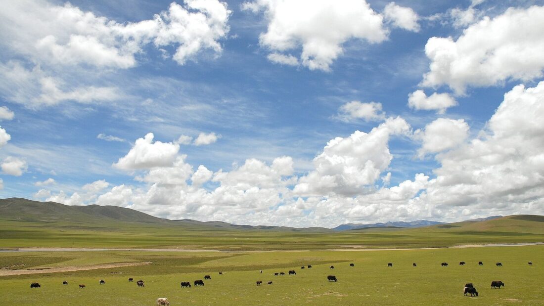 Planície verde do condado de Nagqu, no Tibete, com rebanho de iaques pastando, montanhas ao fundo e céu azul com nuvens