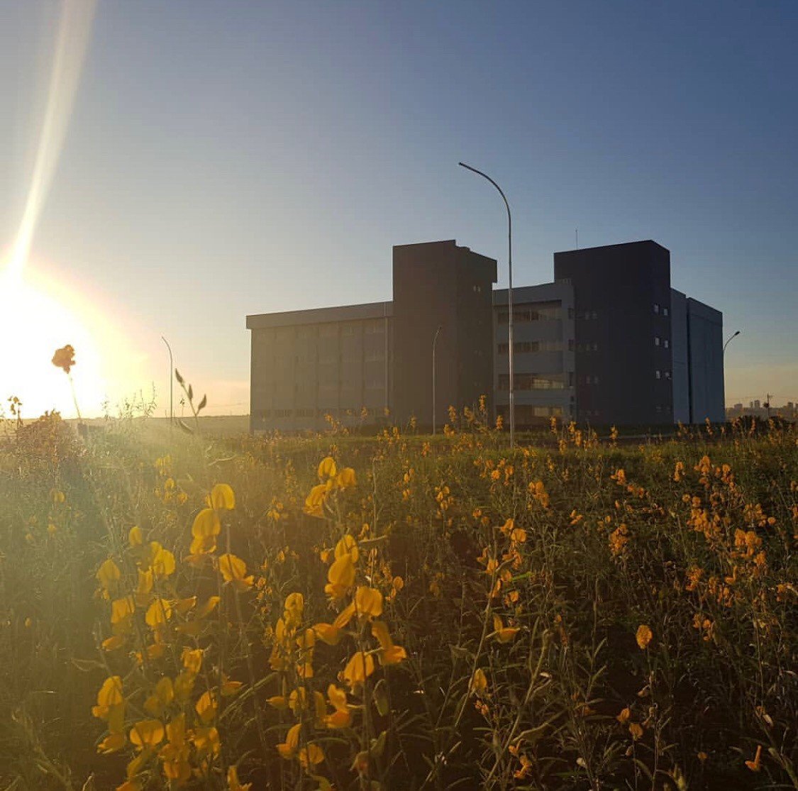 Prédio da Faculdade de Medicina da UFJ ao entardecer, com flores amarelas em primeiro plano